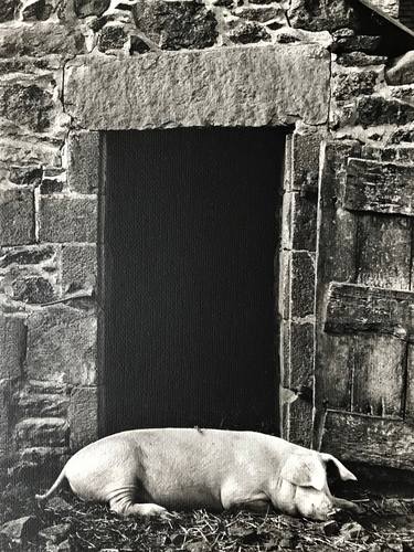 "Pig in Doorway", France thumb