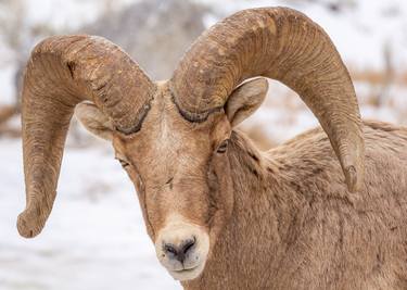 The Gazing Of A Proud Bighorn Sheep Ram thumb