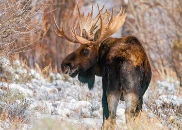 No Looking Back - Massive Bull Moose From Behind thumb