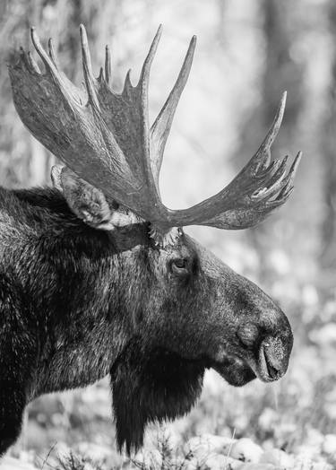 Beautiful Profile of a Bull Moose in Black and White thumb