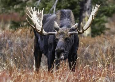 Massive, Grazing Bull Moose thumb