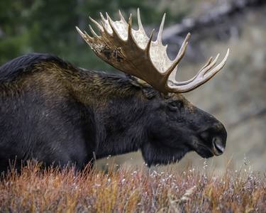 Massive, Grazing Bull Moose thumb