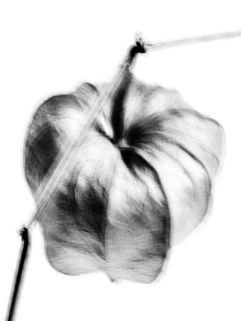 Original Conceptual Still Life Photography by Merette Uiterwaal
