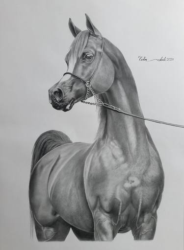Original Figurative Horse Drawings by Kakha Kakonashvili