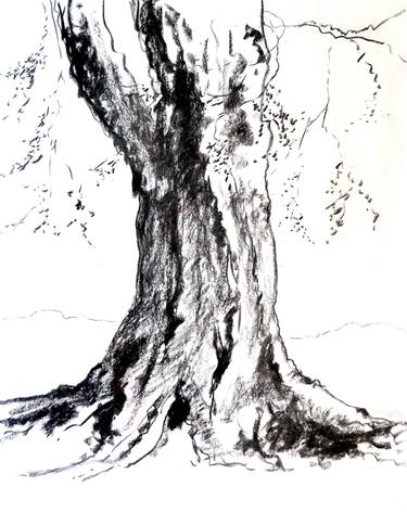 Print of Fine Art Tree Drawings by Peter Sugar