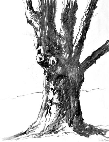 Print of Tree Drawings by Peter Sugar