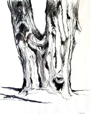 Print of Tree Drawings by Peter Sugar