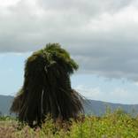 the earth in halieva, hawaii by ritter northup
