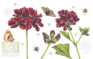 Original Illustration Botanic Paintings by Helen Lush