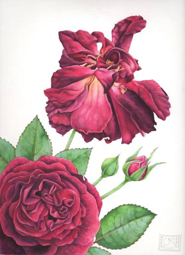 Munstead Wood Rose - watercolour thumb