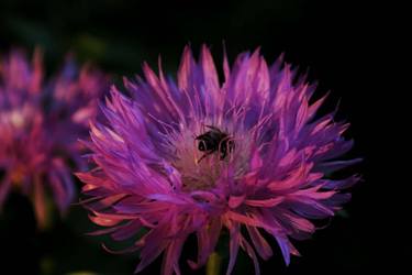 Print of Botanic Photography by Elena Sychova