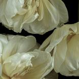 Graceful Elegance by Elena Dragoi