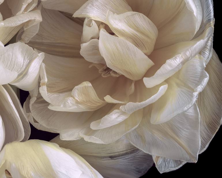 Original Contemporary Floral Photography by Elena Dragoi