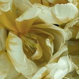 Friendship, Limited Edition Flower Art Print 12/25 by Elena Dragoi