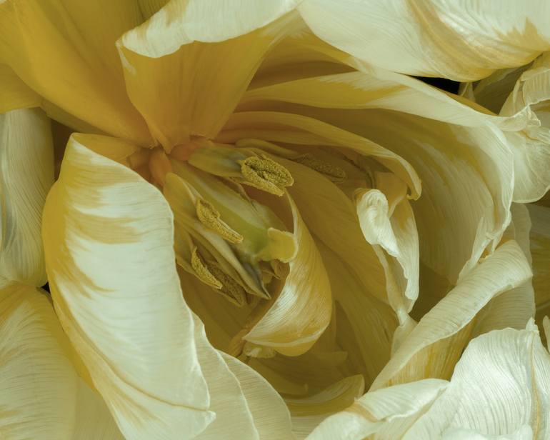 Original Contemporary Floral Photography by Elena Dragoi
