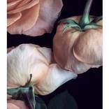 Scent of a Rose, Limited Edition Flower Art Print 12/25 by Elena Dragoi
