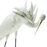 Egretta Garzetta Immaculata by Karley Feaver
