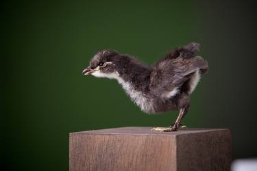 Original Surrealism Animal Sculpture by Karley Feaver