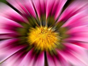 Print of Figurative Floral Photography by Martiniano Ferraz
