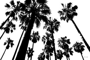 Majestic palm trees thumb