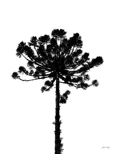 Minimalist araucaria thumb