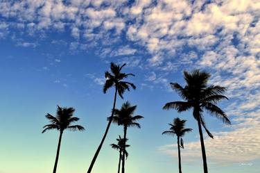 Coconut trees at dusk thumb