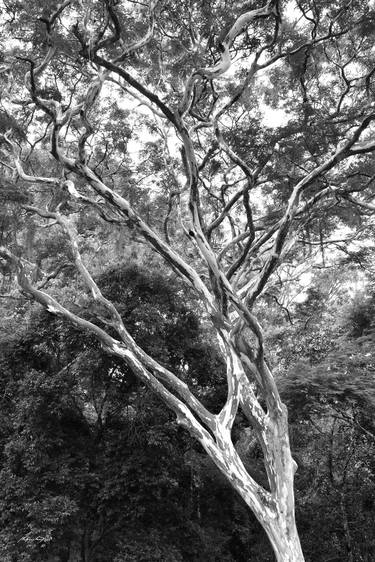 Tijuca Forest (BW) thumb