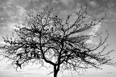 Original Contemporary Tree Photography by Martiniano Ferraz