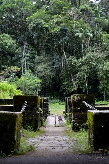 In the Tijuca Forest thumb