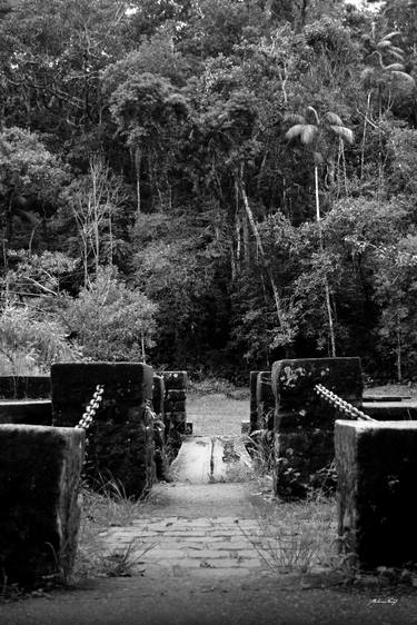 In the Tijuca Forest (BW) thumb