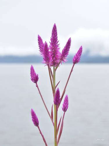 Print of Documentary Floral Photography by Martiniano Ferraz