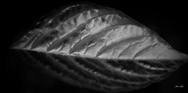 The details of the leaf (BW) thumb