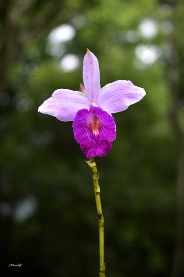 Lone flower thumb