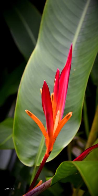 Print of Documentary Floral Photography by Martiniano Ferraz