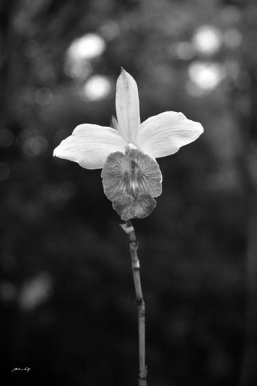 Lone flower (BW) thumb