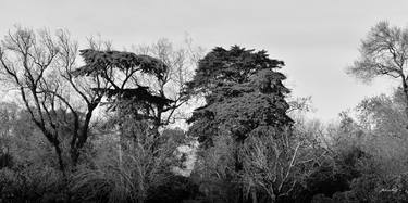 Original Contemporary Tree Photography by Martiniano Ferraz