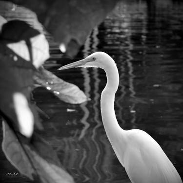 Heron in the park (BW) thumb