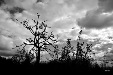 Vegetation and contrast thumb