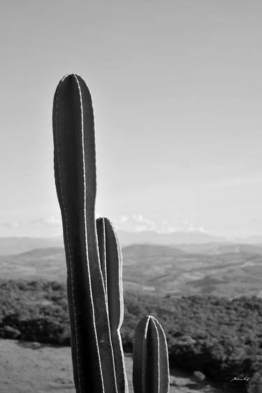 Cactus (BW) thumb