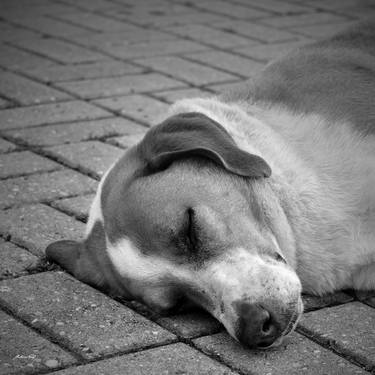 Print of Documentary Animal Photography by Martiniano Ferraz