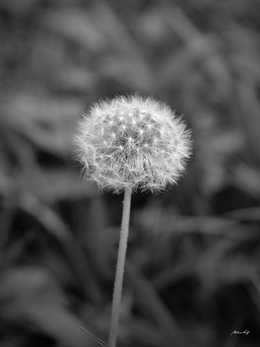 Dandelion (BW) thumb