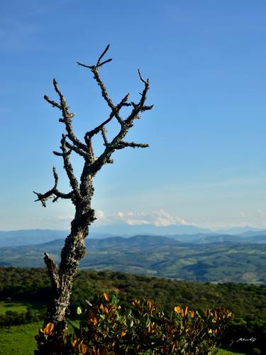 Original Documentary Nature Photography by Martiniano Ferraz