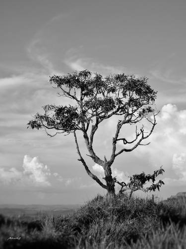 Print of Documentary Tree Photography by Martiniano Ferraz