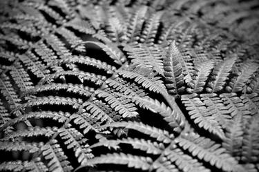 Fern in detail (BW) thumb