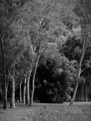 Original Documentary Tree Photography by Martiniano Ferraz