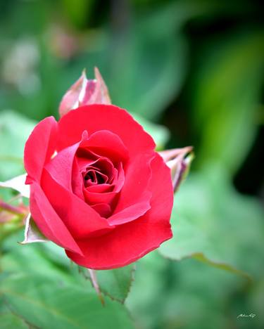 Delicate Rose thumb