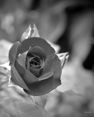 Delicate Rose (BW) thumb