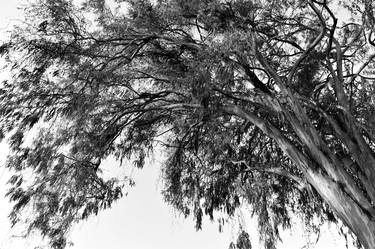 Agreste tree (BW) thumb