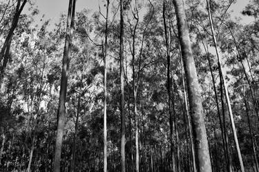 Eucalyptus Park - 1 (BW) thumb