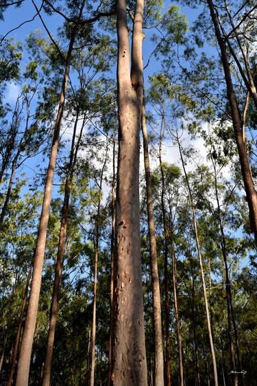 Print of Nature Photography by Martiniano Ferraz